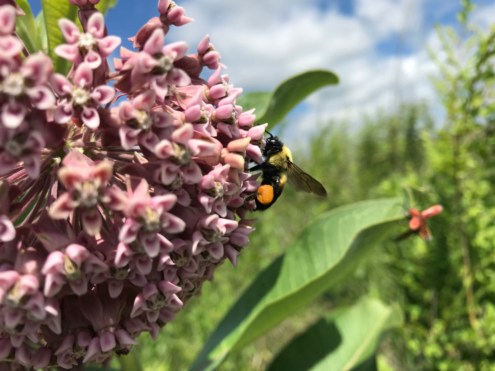 Lamke_Bom_griseo_Asclepias_syriaca.JPG